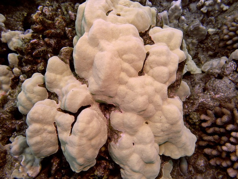 42  Evermanns Coral IMG_2544.jpg